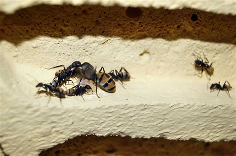 queen ants learn  nature
