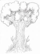 Tree Drawing Bark Getdrawings Trees Step sketch template