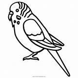Periquito Colorir Wellensittich Ausmalbilder Muhabbet Burung Outlines Parkit Budgerigar Boyama Parakeet Kusu Mewarnai Parrot Kus Ultracoloringpages sketch template