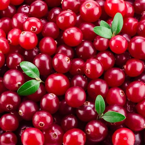 cranberry benefits   health wellness taste  home