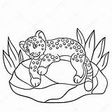 Jaguar Boyama Coloritura Piccolo Bambino Pietra Sveglio Pagine Giaguaro sketch template