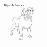 Dog Bordeaux Breeds Dogue Dogbreedslist List Hooch Drawing sketch template