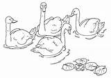 Cisnes Anatroccolo Brutto Estanque Feio Patinho Gatto Gabbianella Feo Patito Swan Blanca Coloratutto sketch template