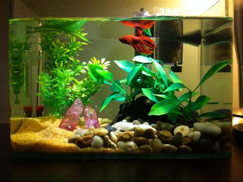 gallon betta fish aquarium aquarium design ideas