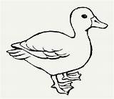 Duck Coloring Quack Inspire Pages Kids sketch template