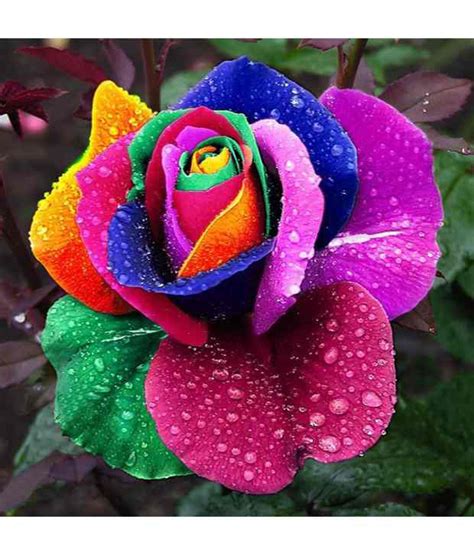 Neha Beautiful Rainbow Rose Multi Colored Rose Flower 25 Seeds Buy