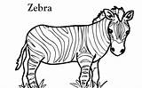 Zebra Coloring Pages Short Without Kids Animals Stripes Cartoon Clipart Color Print Printable Template sketch template