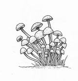 Fungus Drawing Fungi Illustration Federation Brings Fair Back Drawings Paintingvalley Edelstein Rachel sketch template