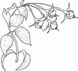 Fuchsia Fucsia Rainforest sketch template