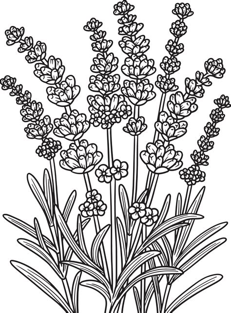 lavender flower coloring page  adults coloring home