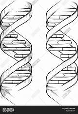 Helix Dna Double Coloring Sketch Vector Drawings 58kb 1620px 1113 Shopping Cart Alamy sketch template