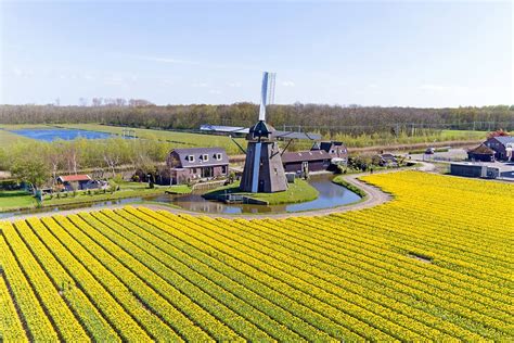 Where To Find Tulip Fields In The Netherlands A Practical