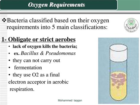 bacteria oxygen requirements powerpoint    id