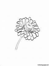 Zinnia Coloring Pages Print Flower Printable Designlooter Flowers Getcolorings Color Getdrawings Drawing 35kb 750px Colouring sketch template