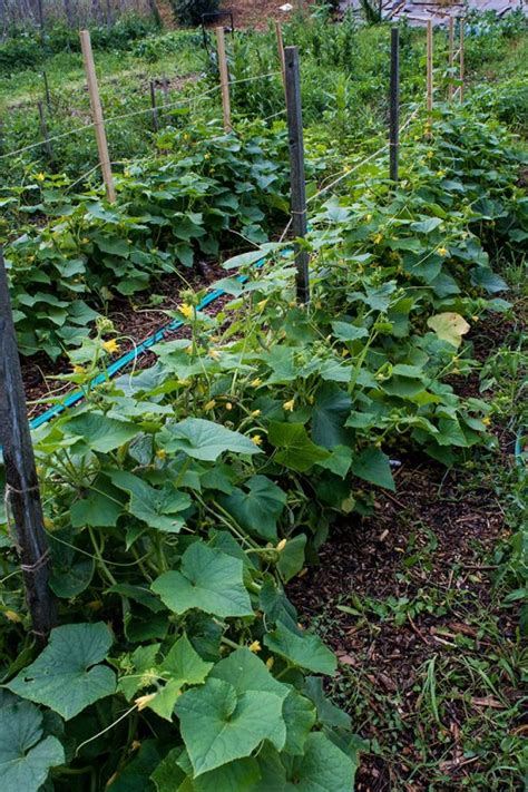 grow cucumbers tips  growing cucumbers homestead acres