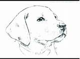 Pages Beagle Faces Goldendoodle Face sketch template