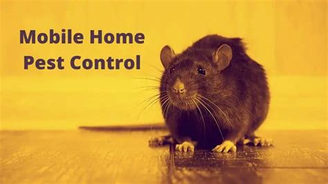 mobile home pest control tips  tricks level  mobile home