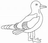 Seagull Coloring Pages Bird sketch template