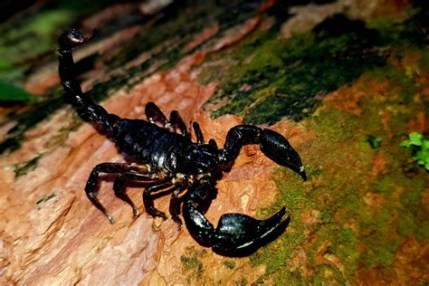scorpions   sting   tail mashpi lodge