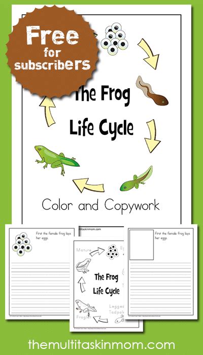 frog life cycle color  copywork pack  homeschool deals
