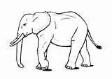 Elephant Coloring Cartoon Pages Animal Loading Choose Board sketch template