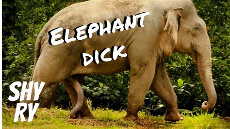 Elephant Dick Youtube