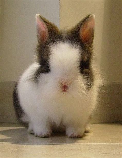 fluffy bunny nibbles pinterest
