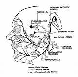 Nerve Cranial sketch template