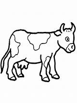 Coloring Pages Cows Print Coloringtop sketch template