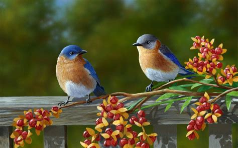 beautiful birds wallpapers top  beautiful birds backgrounds