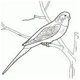 Coloring Birds Parrot Talker Pages sketch template