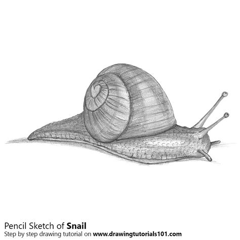 snail pencil drawing   sketch snail  pencils drawingtutorialscom