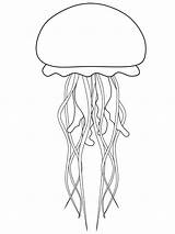 Jellyfish Coloring Pages Ocean Outline Drawing Animal Print Cute Printable Template Animals Templates Ws Drawings Diagram Body Painting Choose Board sketch template