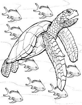 cute turtle coloring pages turtle coloring pages animal coloring