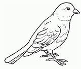 Canary Coloring Pages Colouring Printable Kids Bird Preschool Birds Preschoolcrafts Foto Outline Adult sketch template