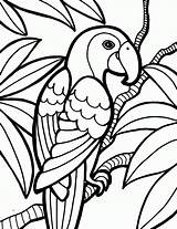Papagei Ausmalbilder Ausdrucken Kostenlos sketch template