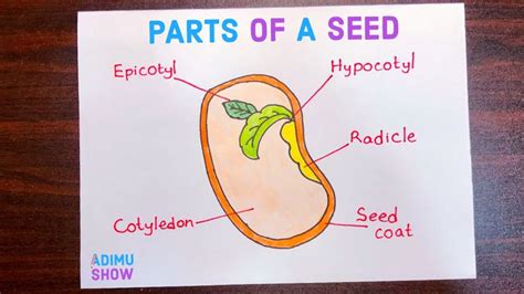 parts   seed parts   seed flower life cycle preschool life cycles preschool