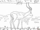 Impala Coloring Pages Printable Realistic Animal Drawing Wildebeest Color Designlooter Version Click Tiffany Getdrawings Drawings Compatible Ipad Tablets Android Online sketch template