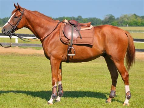modern equestrian  eco friendly equestrian