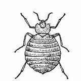 Coloring Surfnetkids Bug Bedbug Previous Animals sketch template