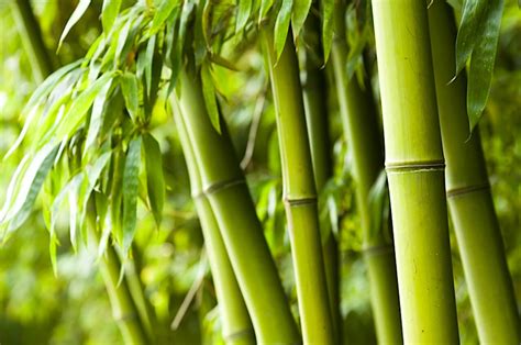 bamboe genker plantencentrum
