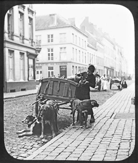 Milk Wagon Street Scene Germany C 1900 Vintage Photo Photograph By A