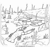 Schalentiere Aragosta Langostas Aragoste Coloring Paginas Cwppra Crawfish Malvorlage sketch template