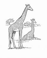 Giraf Savane Kleurplaat Ancenscp Leukekleurplaten Girafas Honkingdonkey Dieren Hoofd Coloringpage Pintarcolorir Coloringhome Bron sketch template
