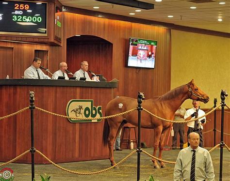 Jimmy Creed Colt Brings 325k Tuesday At Obs Spendthrift