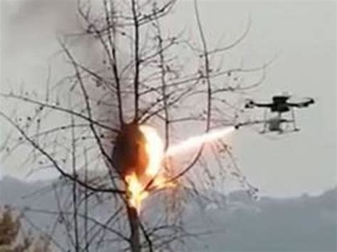 chinese group turns drone  flamethrower  destroy wasp nests video newscomau