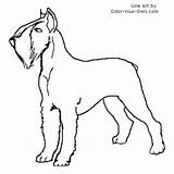 Schnauzer Giant Coloring Terrier Pages Dog Own Color Line Drawings sketch template