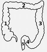 Intestine Colon Small Diagram Clipart Cliparts Drawing Cartoon Transverse Intestines Ascending Clip Anatomy Human Descending Sigmoid Library Transversum Getdrawings sketch template