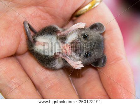 adorable baby house mouse mus musculus