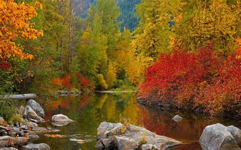 fall awesome forest river water widescreen  hd wallpaper